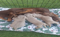 Teckel Miniatura perros en venta: Teckels Isabello - Imagen 2