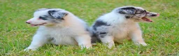 Border Collie perros en venta: camada de border collie  - Anuncio 9