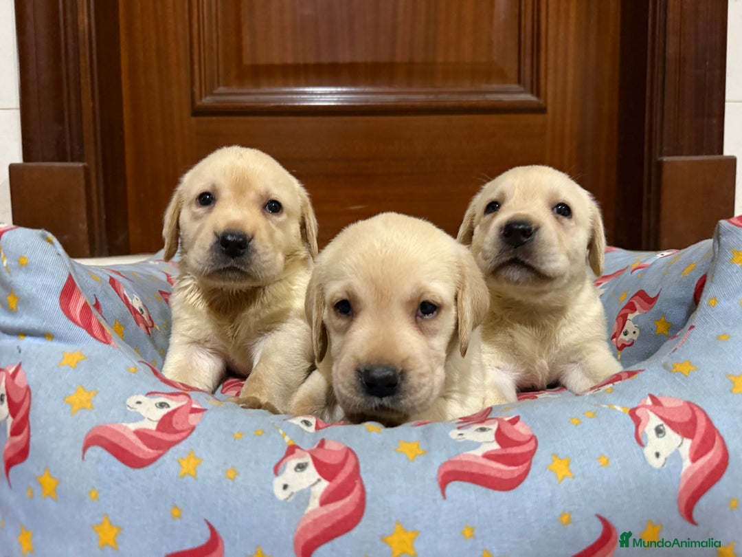 Labrador Retriever perros en venta: Cachorros labrador retriever - Imagen 2