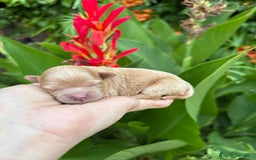 Maltipoo perros en venta: Maltipoo Hembra toy para reservar !! - Imagen 5