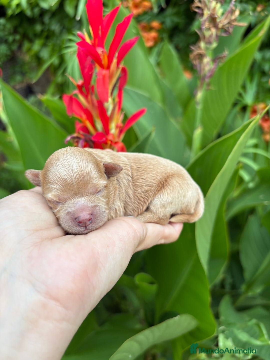 Maltipoo perros en venta: Maltipoo Hembra toy para reservar !! - Imagen 5
