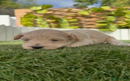 Maltipoo perros en venta: MALTIPOO  - Imagen 12