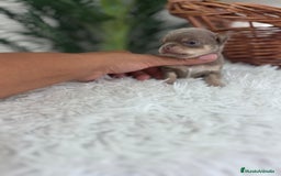 Chihuahua perros en venta: CHIHUAHU LILAC AND TAN - Imagen 13