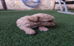 Caniche Enano perros en venta: Cachorro Caniche - Imagen 6