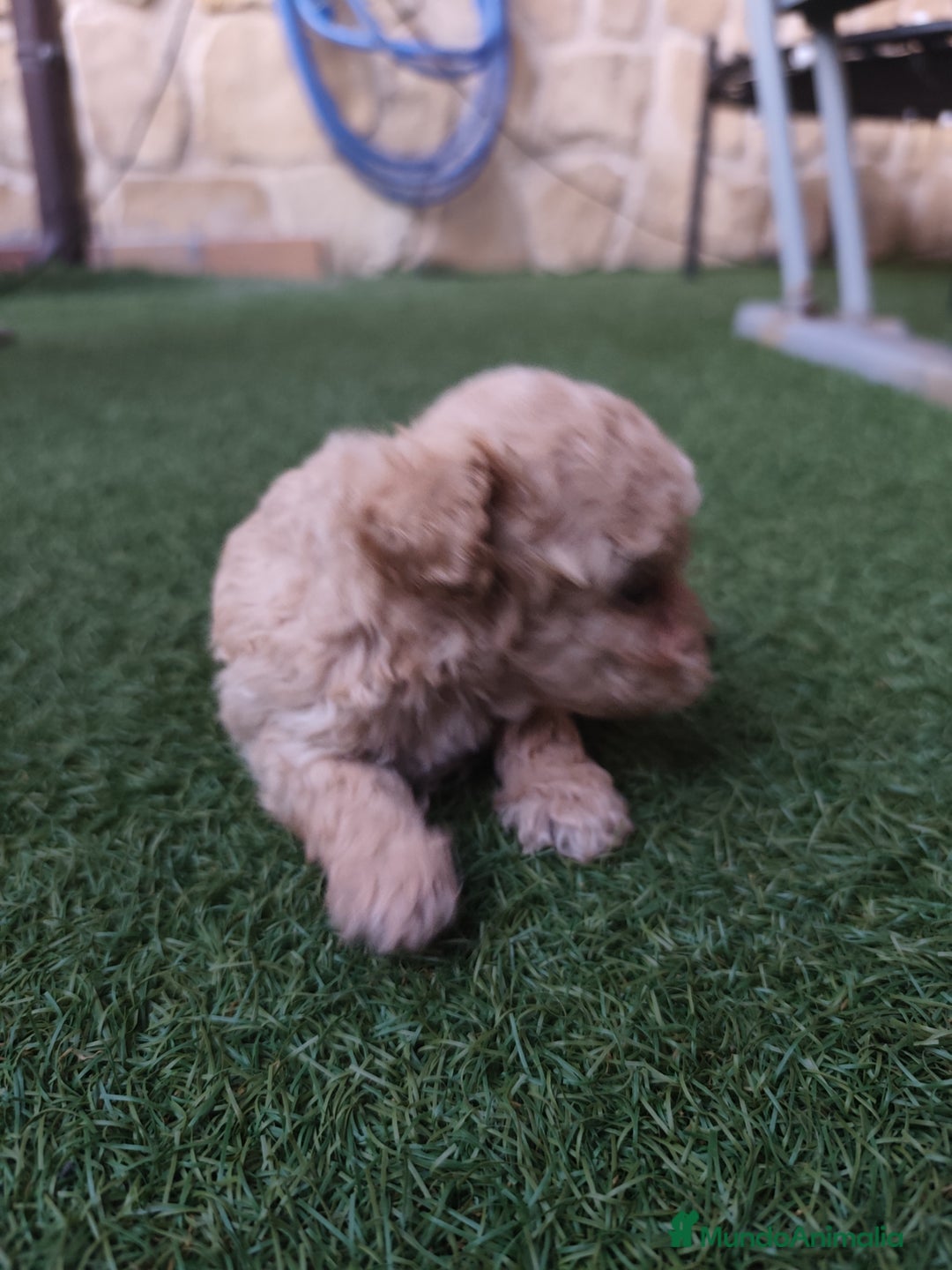 Caniche Enano perros en venta: Cachorro Caniche - Imagen 6