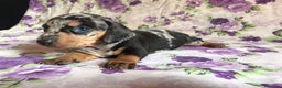Teckel perros en venta: Cachorros teckel kaninchen !  en Barcelona - Anuncio 1