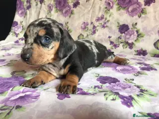 Teckel perros Cachorros teckel kaninchen ! en Barcelona - Anuncio 21