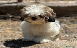 Shih Tzu perros en venta: Shih Tzu tricolor  - Imagen 5
