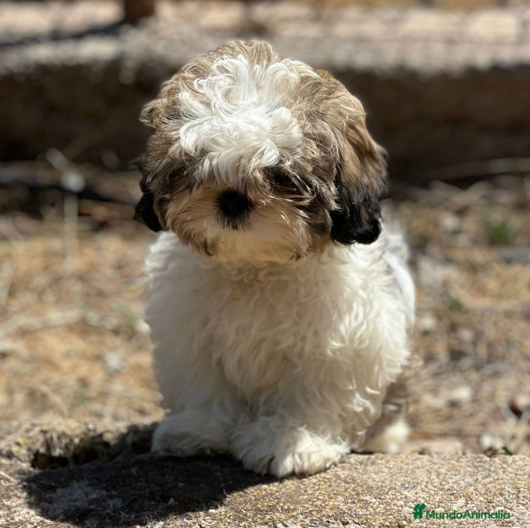 Shih Tzu perros en venta: Shih Tzu tricolor  - Imagen 5