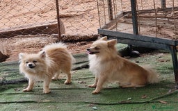 Pomerania perros en venta: Pomerania 50% linea rusa - Imagen 2