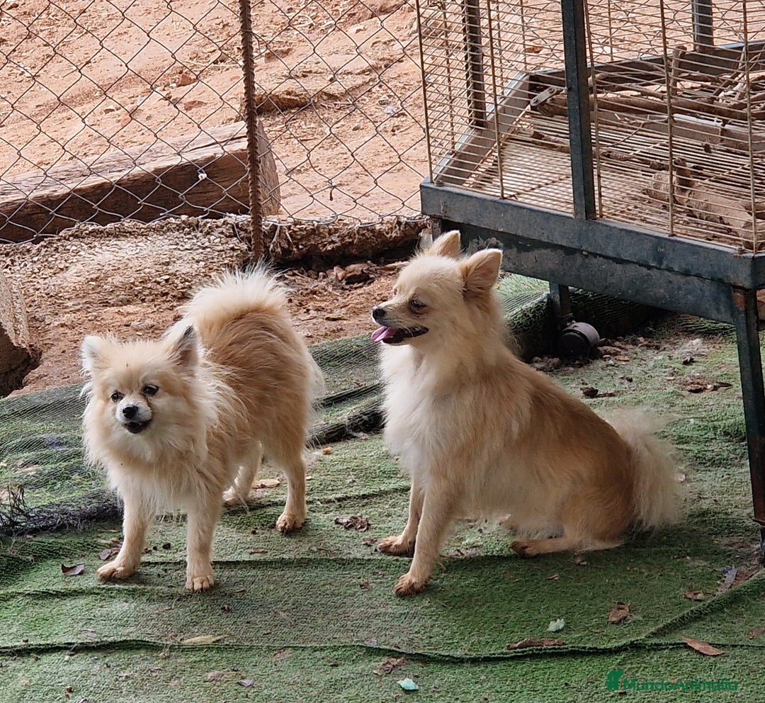 Pomerania perros en venta: Pomerania 50% linea rusa - Imagen 2
