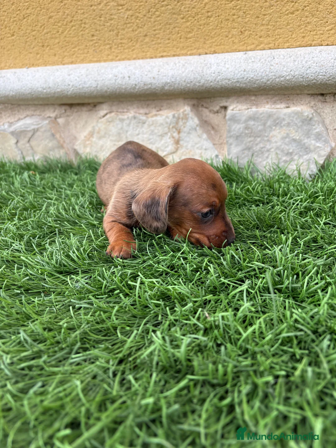Teckel Miniatura perros en venta: Teckel Kaninchen macho Merle chocolate diluido  - Anuncio 16