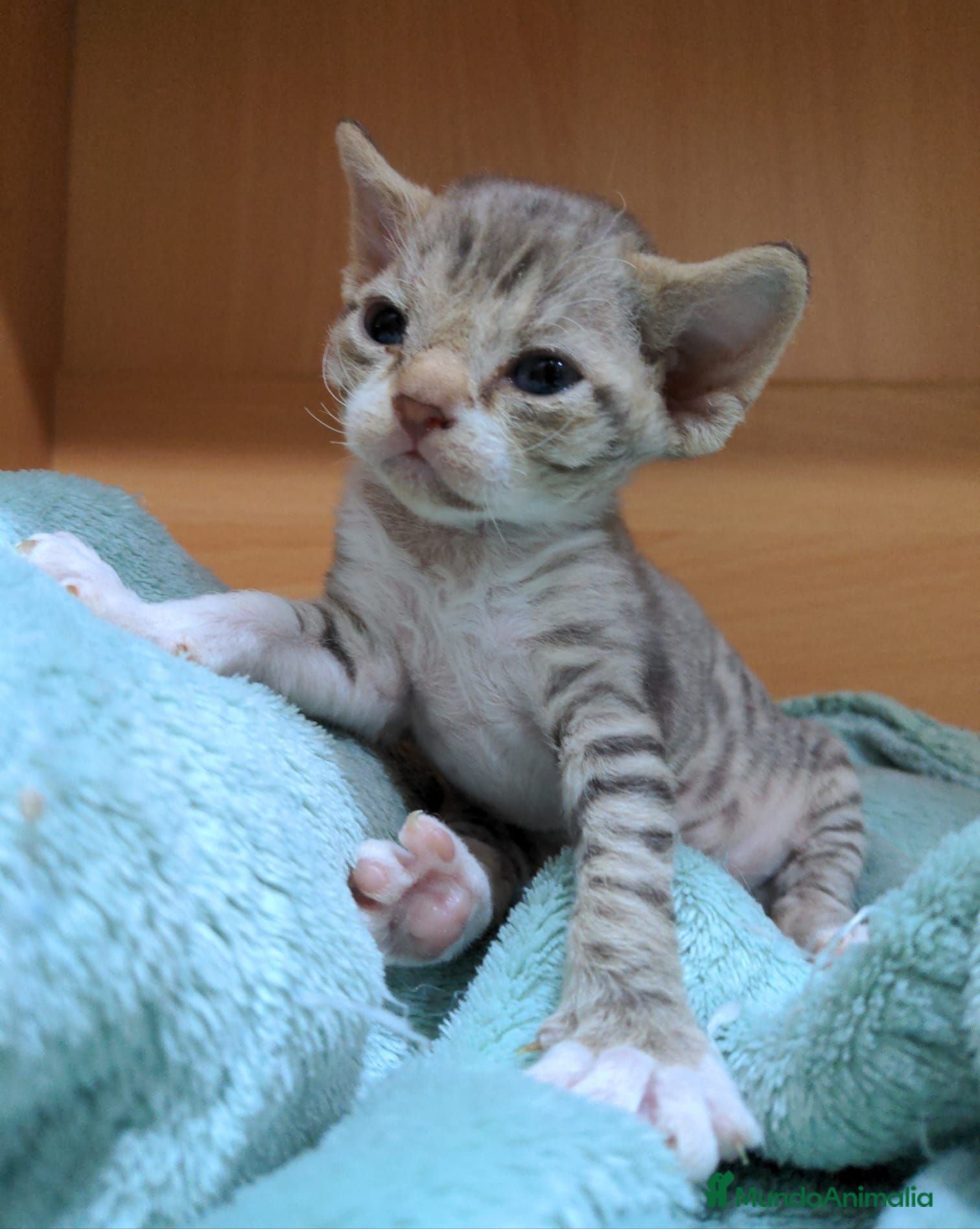 Devon Rex gatos Devon Rex – Gatitos disponibles - Anuncio 1