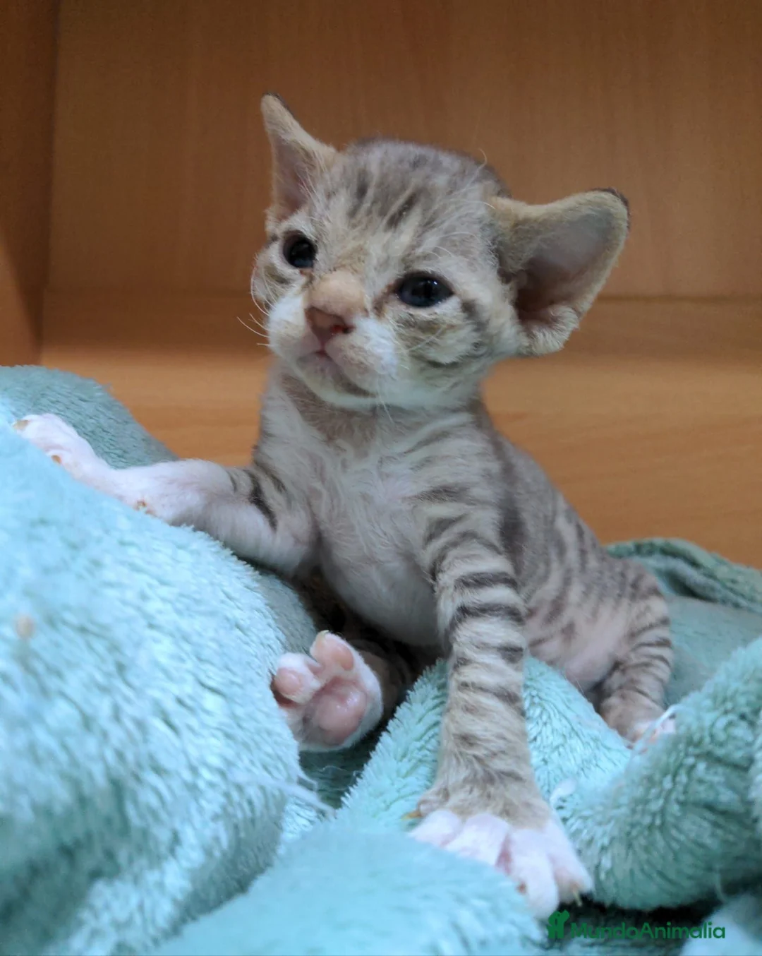 Devon Rex gatos en venta: Devon Rex – Gatitos disponibles - Anuncio 1