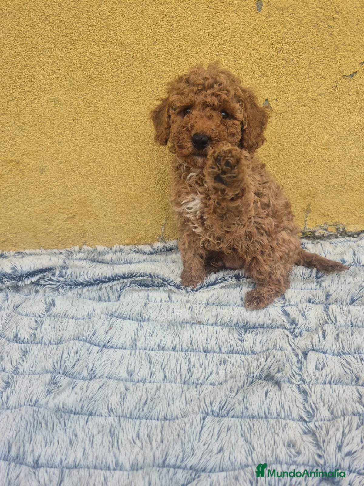 Caniche Toy perros Caniche toys disponible  - Anuncio 1