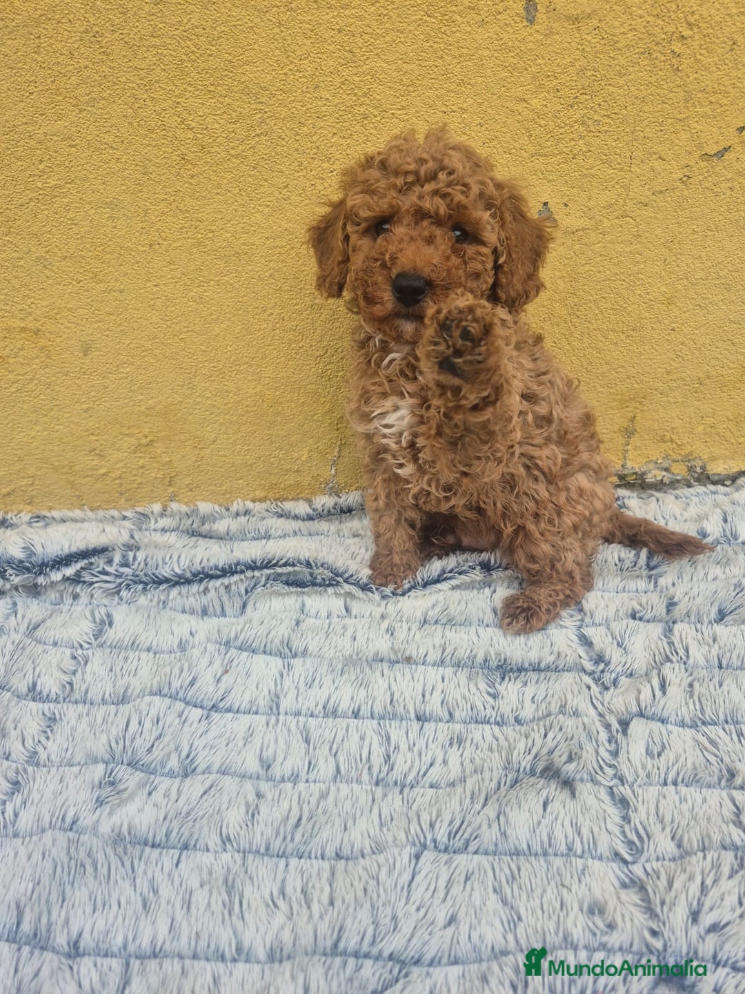 Caniche Toy perros en venta: Caniche toys disponible  - Anuncio 1