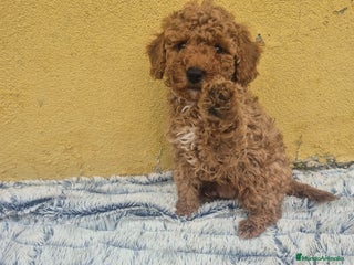 Caniche Toy perros Caniche toys disponible - Anuncio 1