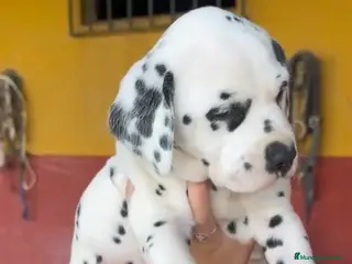 Dálmata perros Espectacular macho de dálmata disponible - Anuncio 1
