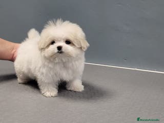 Bichón Maltés perros Bichón Maltes micro Toy en Barcelona - Anuncio 39