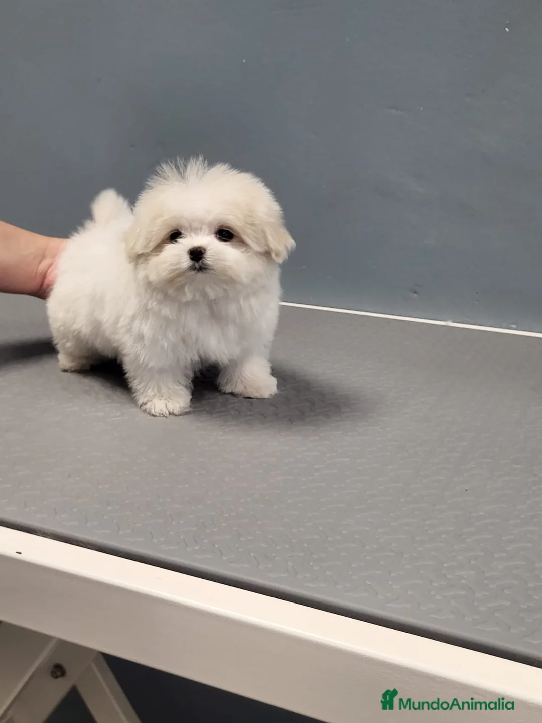 Bichón Maltés perros en venta: Bichón Maltes micro Toy en Barcelona - Anuncio 1