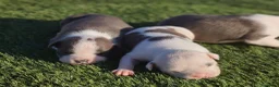 American Pit Bull Terrier perros en venta: Cachorros blue Amstaff - Anuncio 5