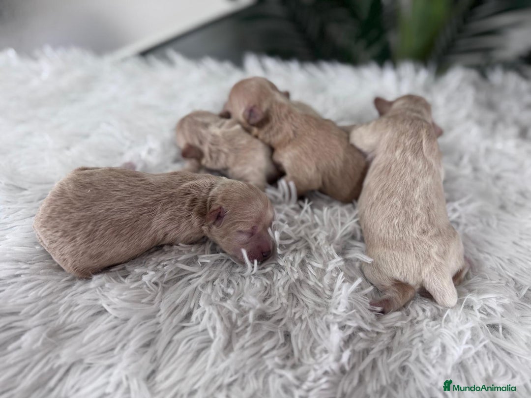 Maltipoo perros en venta: MALTIPOO MACHOS - Imagen 6