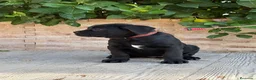 Cane Corso perros en venta: Cachorras de cane corso  - Anuncio 7