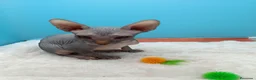 Sphynx gatos en venta: Gatitos Egipcios  - Anuncio 14