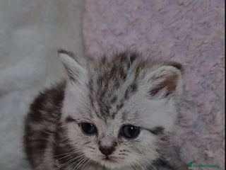 Británico de Pelo Corto gatos Brithis color silver bebes disponible - Anuncio 1