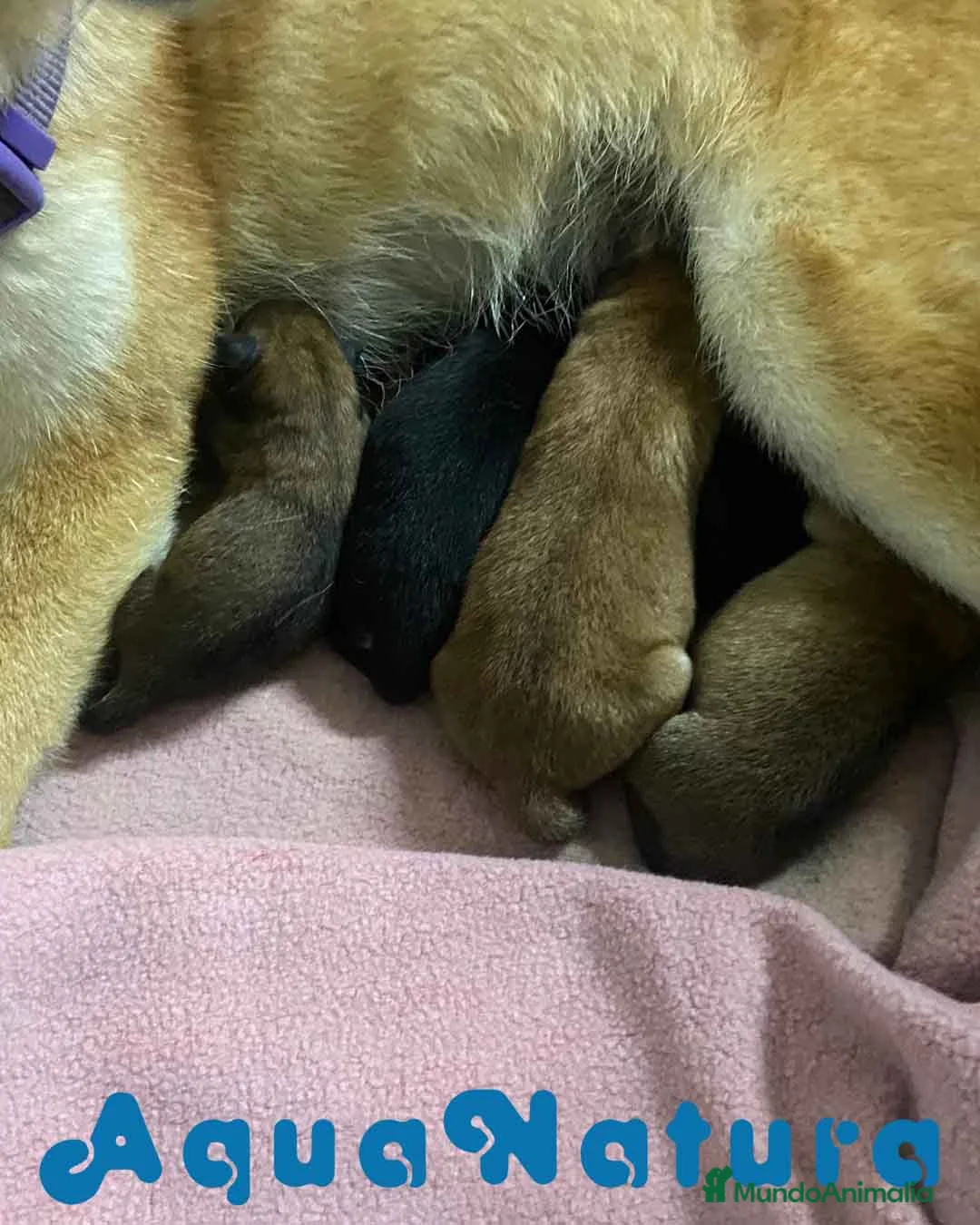 Shiba Inu perros en venta: Shiba Inu Macho 2 de Marsi y Simbad AQUANATURA - Anuncio 9
