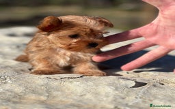 Yorkshire Terrier perros en venta: Yorkshire minitoy rubia  - Imagen 2