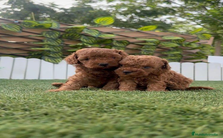 Caniche Toy perros - Propaganda 3
