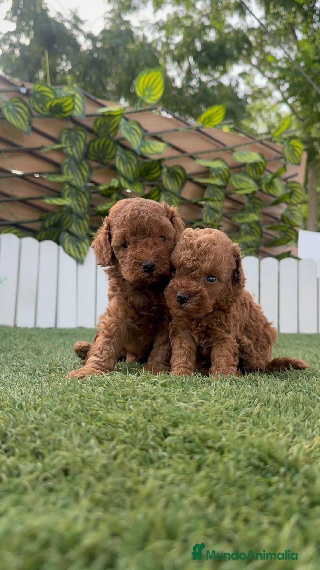 Caniche Toy perros en venta: CANICHE TOY - Imagen 1