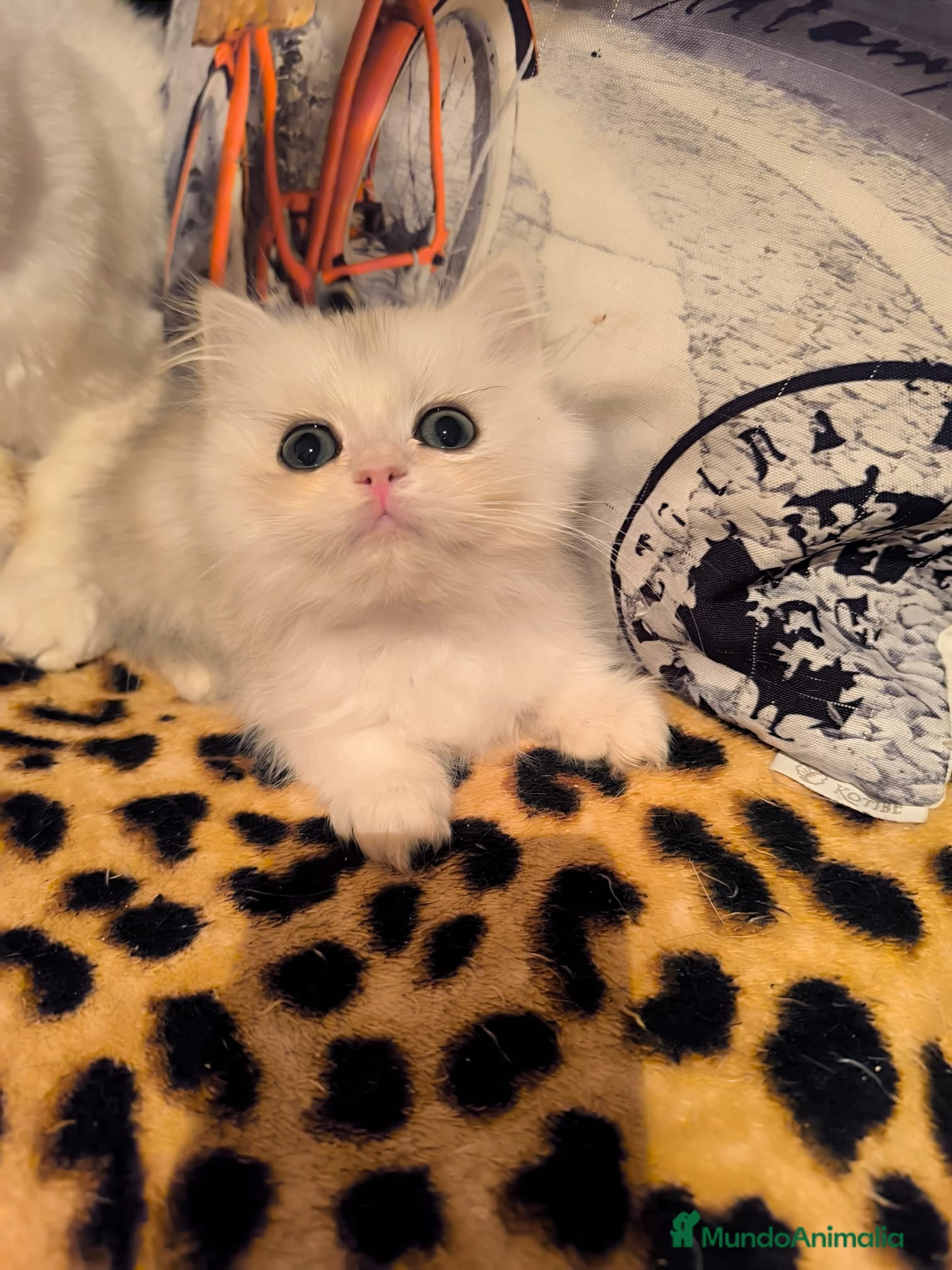 Británico de Pelo Largo gatos  British longhair - Anuncio 1