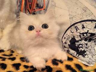 Británico de Pelo Largo gatos British longhair - Anuncio 1