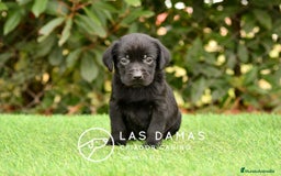 Labrador Retriever perros en venta: Labrador retriever disponibles.  - Imagen 8