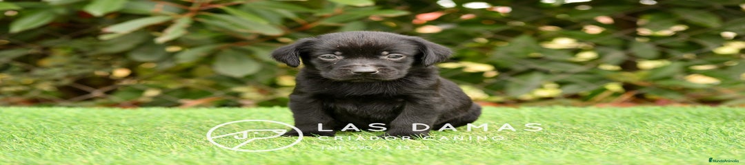 Labrador Retriever Macho color negro
