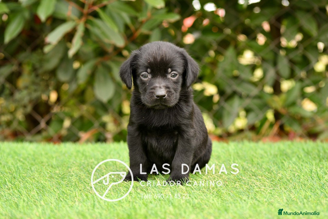 Labrador Retriever perros en venta: Labrador retriever disponibles.  - Imagen 8