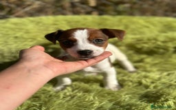 Jack Russell Terrier perros en venta: Jack russell pata corta - Imagen 1