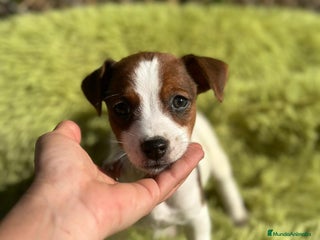 Jack Russell Terrier perros - Anuncio 1