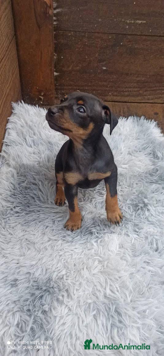 Pinscher Miniatura perros PINSCHER MINIATURA // ENTREGA INMEDIATA !! - Anuncio 24