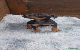 Pinscher Miniatura perros en venta: PINSCHER MINIATURA // ENTREGA INMEDIATA !! - Anuncio 1