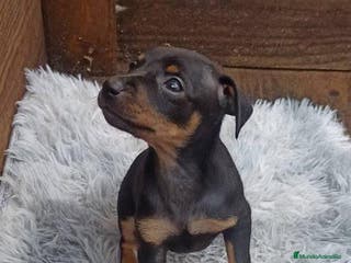 Pinscher Miniatura perros PINSCHER MINIATURA // ENTREGA INMEDIATA !! - Anuncio 9