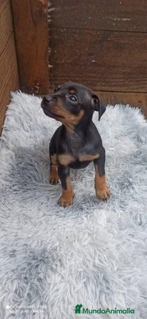Pinscher Miniatura perros PINSCHER MINIATURA // ENTREGA INMEDIATA !! - Anuncio 6