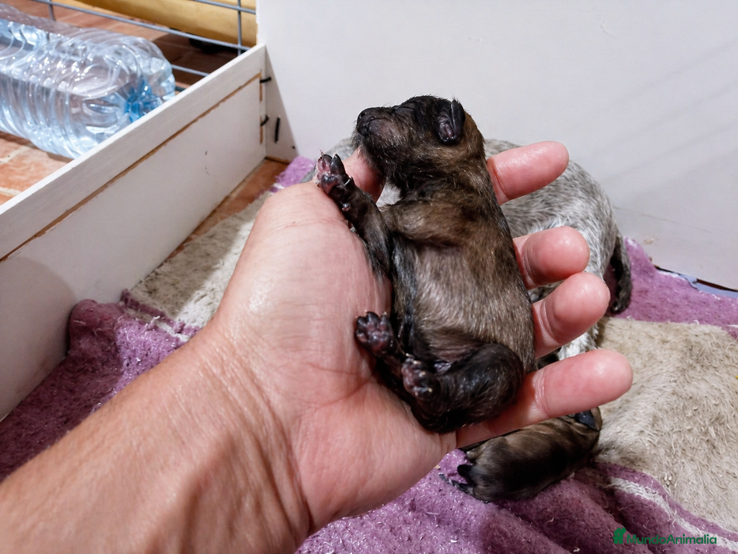 Schnauzer Miniatura perros Schnauzer cachorros  - Anuncio 2