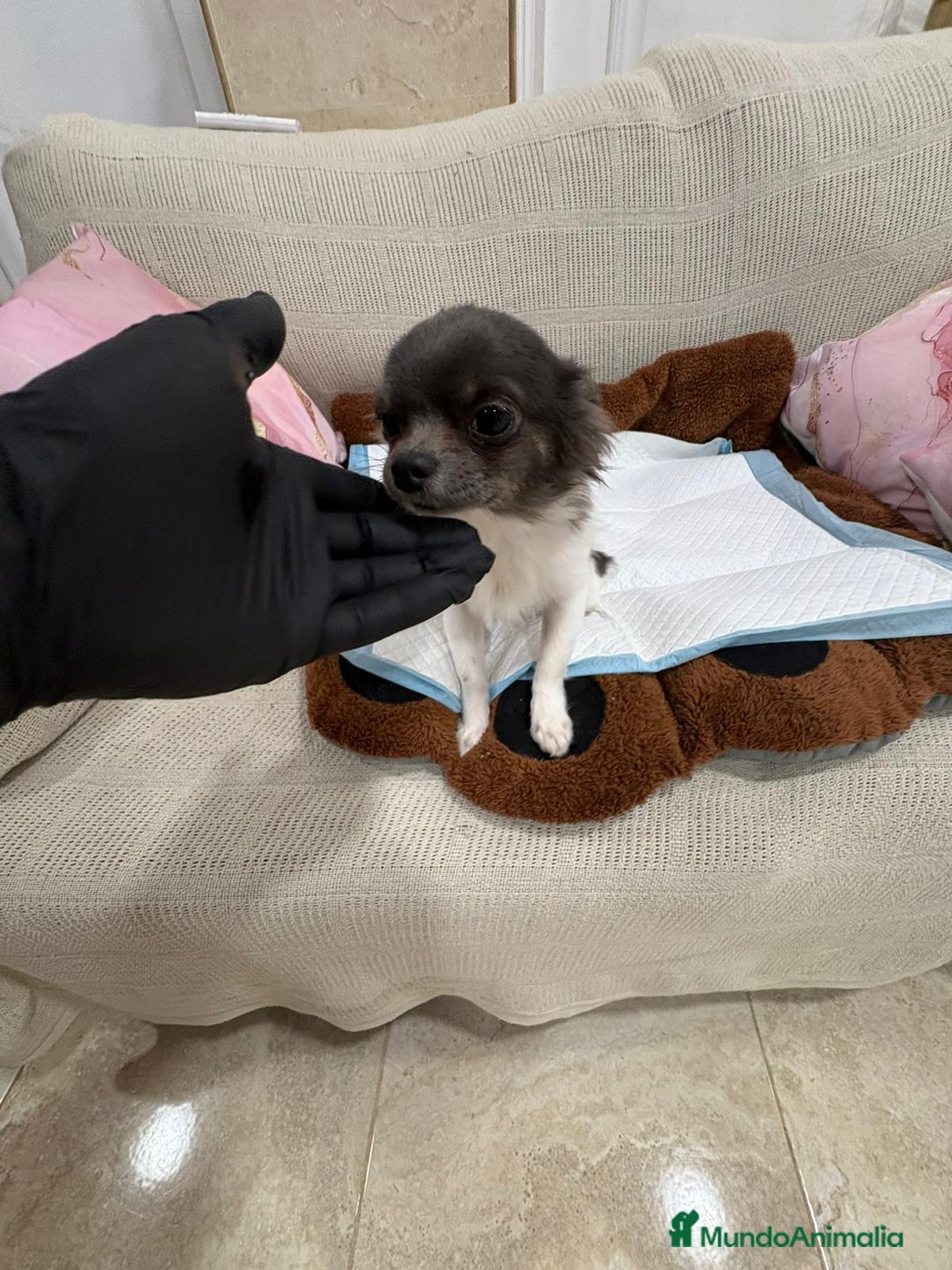 Chihuahua perros en venta: Oportunidad Chihuahua macho  - Anuncio 2