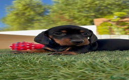 Teckel Miniatura perros en venta: TECKEL MINIATURA  - Imagen 3