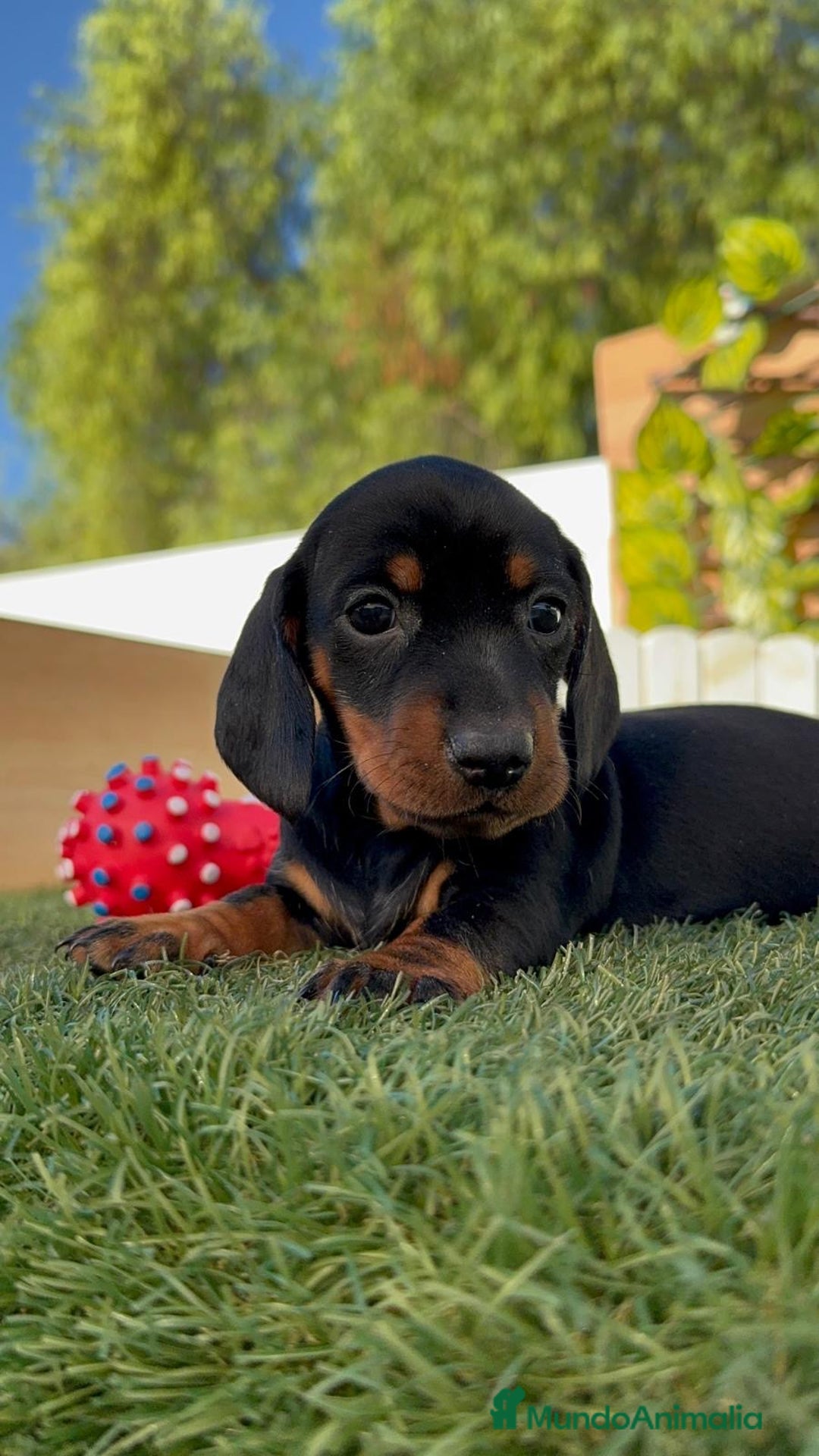 Teckel Miniatura perros en venta: TECKEL MINIATURA  - Imagen 3
