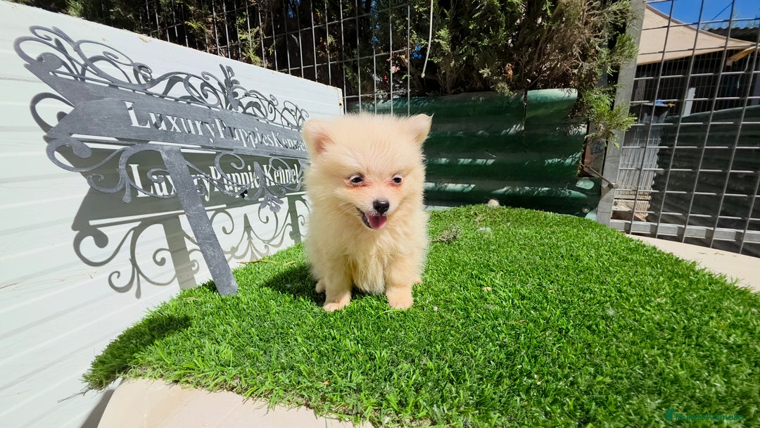 Pomerania perros en venta: Pomerania super minis  - Imagen 2