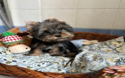 Yorkshire Terrier perros en venta: Yorkshire toy hembra disponible  - Imagen 2